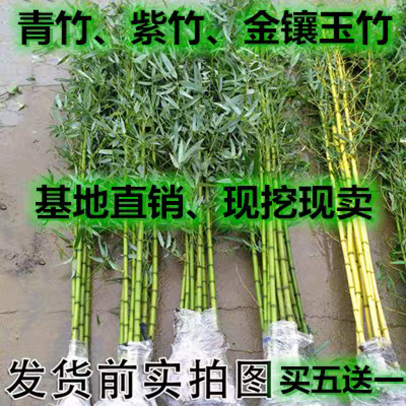 竹子可视频看货选货一亩田线上交易下单购买