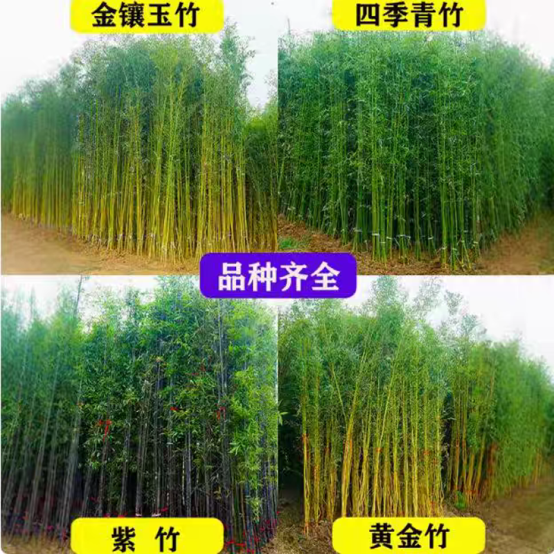 竹子可视频看货选货一亩田线上交易下单购买