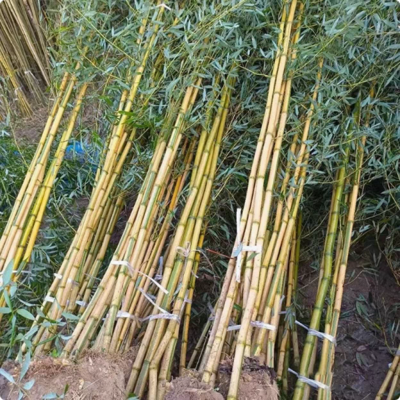 竹子可视频看货选货一亩田线上交易下单购买