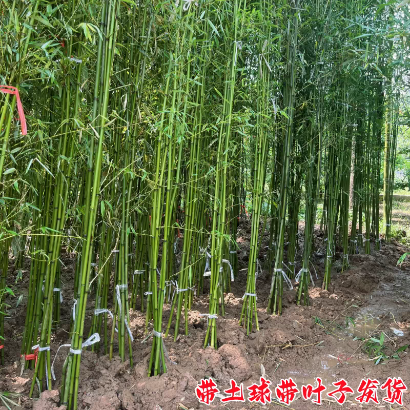 竹子可视频看货选货一亩田线上交易下单购买