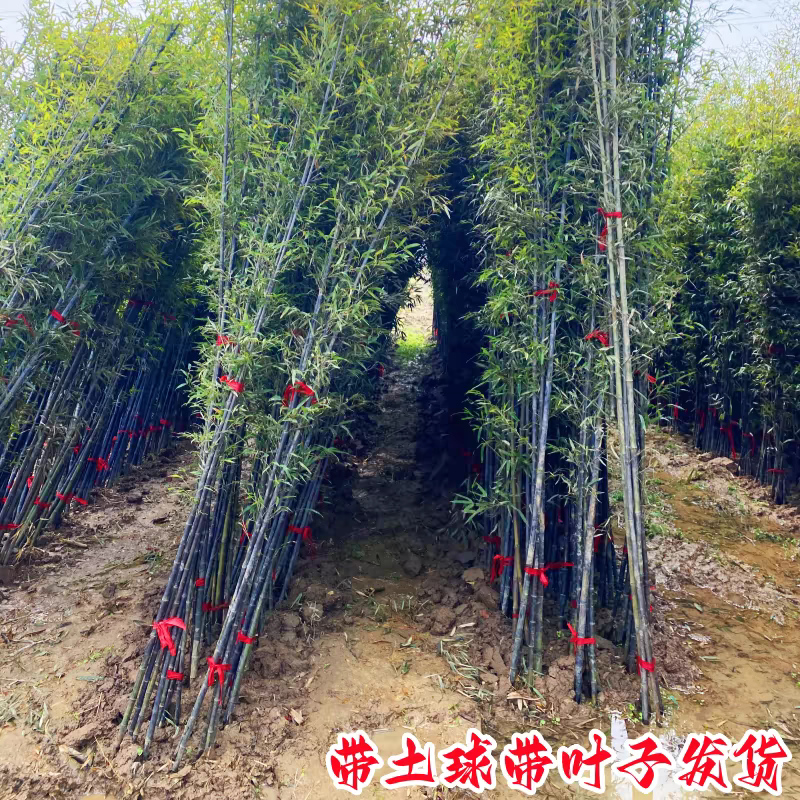 竹子可视频看货选货一亩田线上交易下单购买