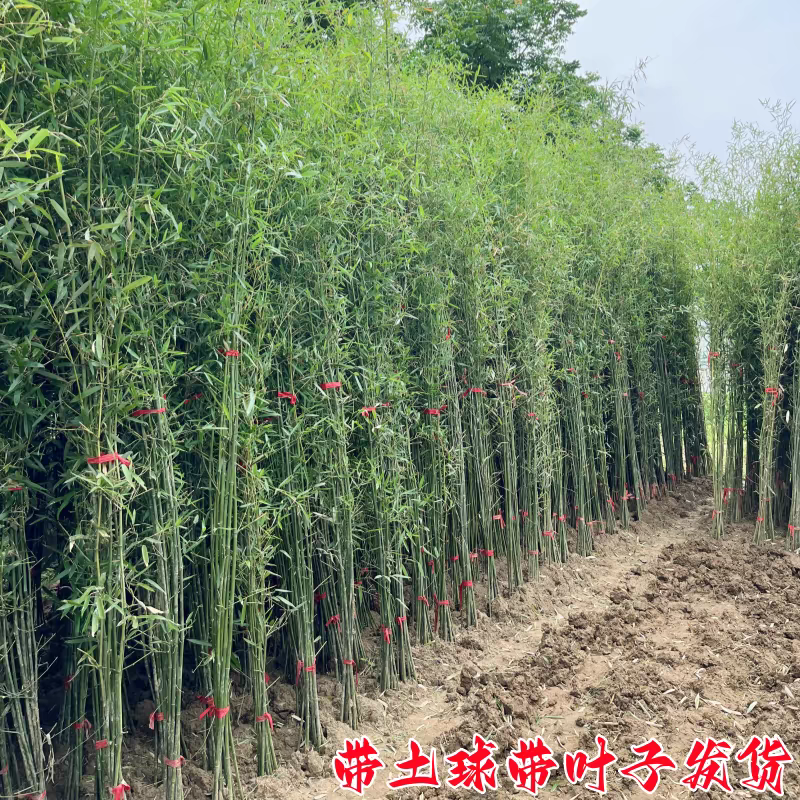 竹子可视频看货选货一亩田线上交易下单购买