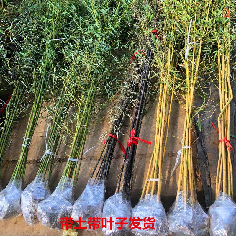 竹子可视频看货选货一亩田线上交易下单购买
