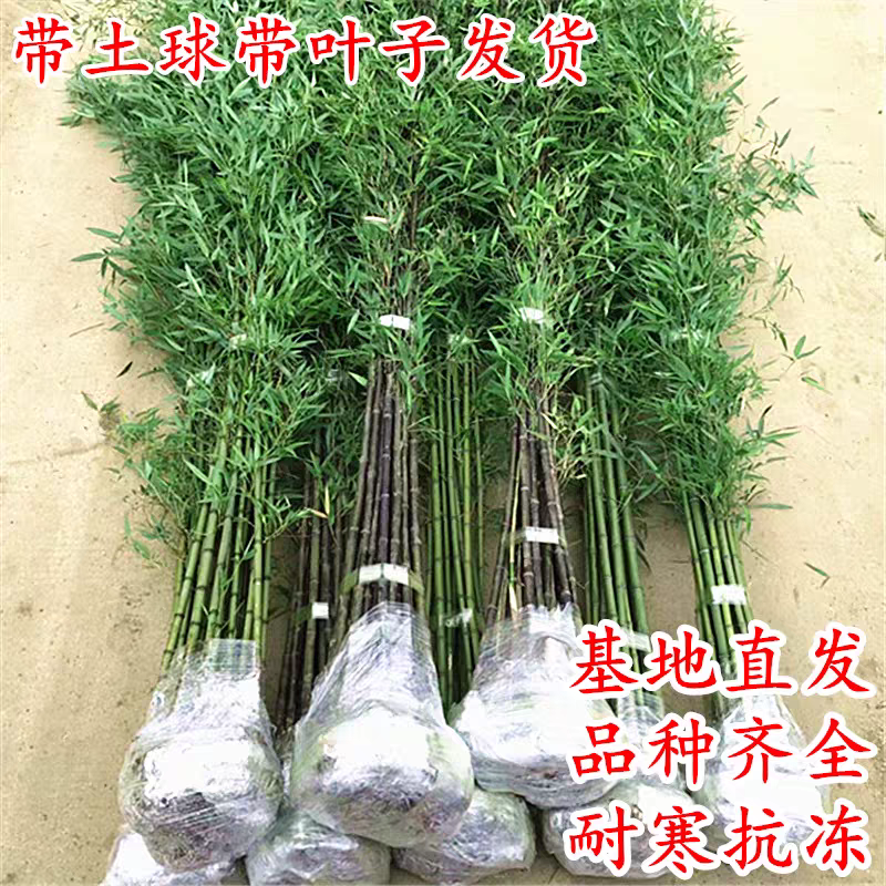 竹子可视频看货选货一亩田线上交易下单购买
