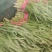 苔韭头茬韭菜大叶韭菜基地直发量大价优运输便利