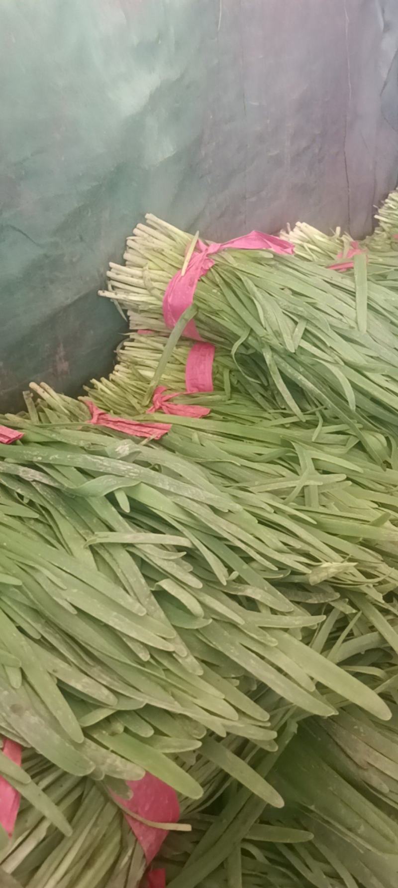 苔韭头茬韭菜大叶韭菜基地直发量大价优运输便利