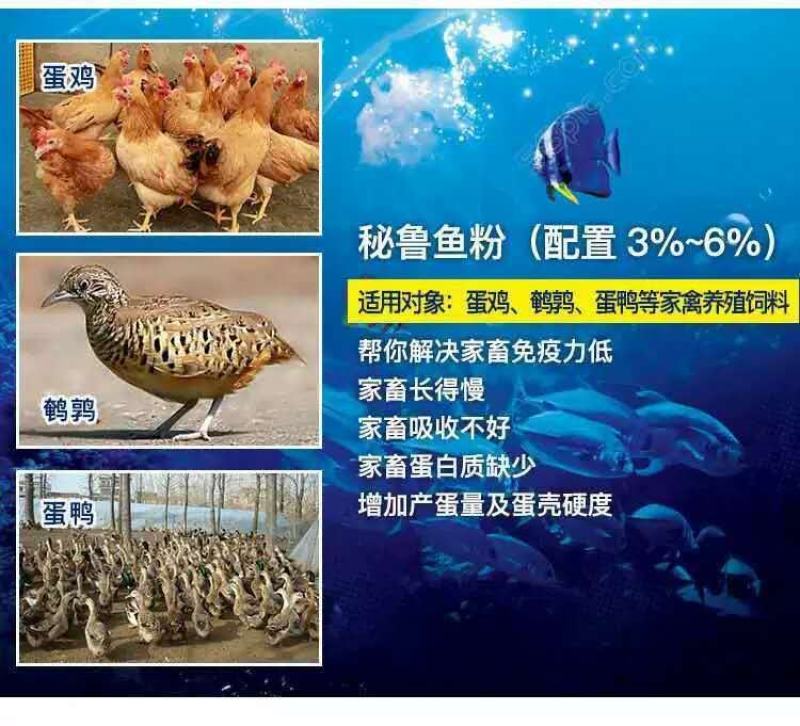 秘鲁68蛋白进口鱼粉喂家禽猪水产龙虾宠物钓鱼各种兽好选择