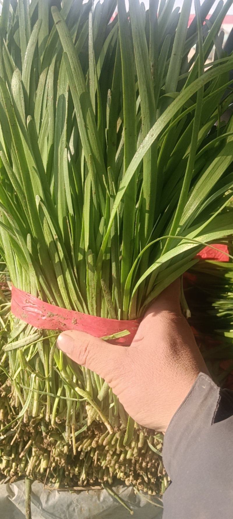 苔韭头茬韭菜大叶韭菜基地直发量大价优运输便利