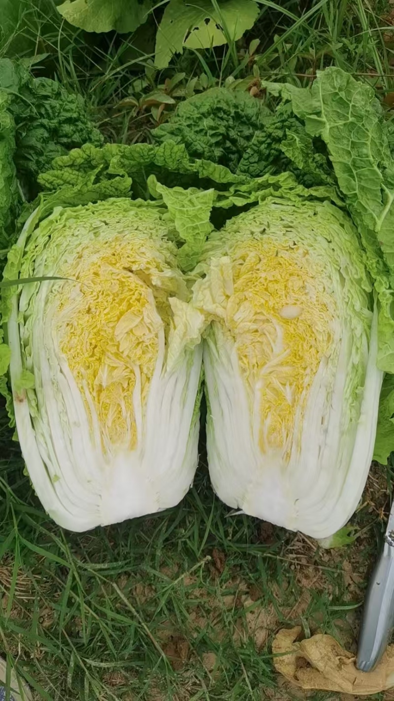 陕西华州区大白菜上市大量供应全国发货质量保证