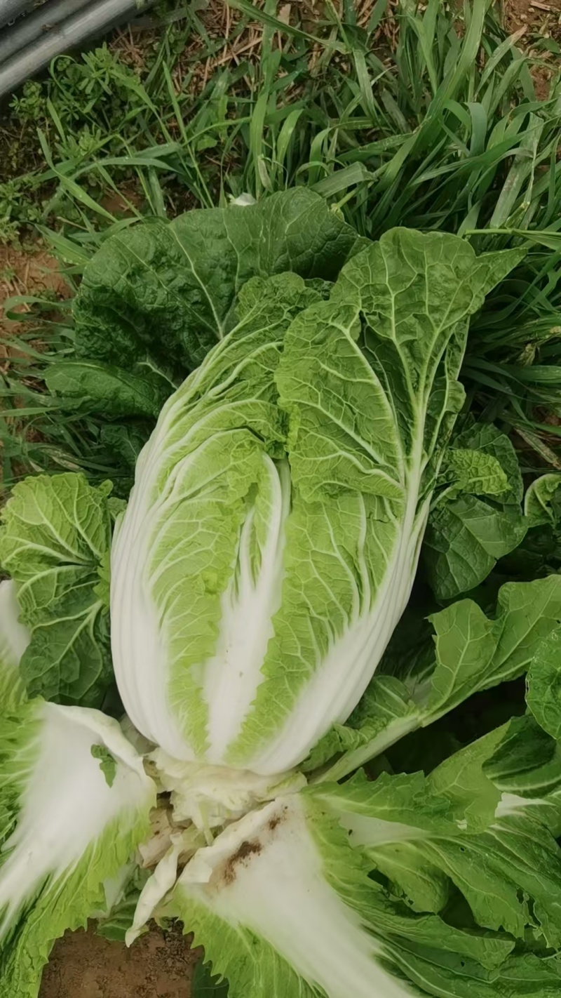 陕西华州区大白菜上市大量供应全国发货质量保证