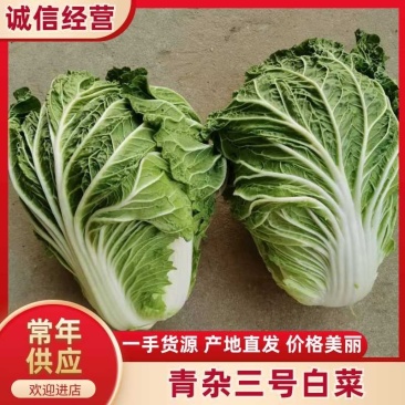 湖北精品大白菜大量上市一手货品基地直发支持视频看货
