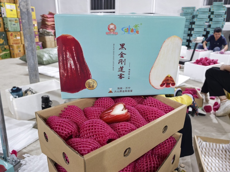 莲雾大金刚莲雾精品产地直发货源全国发货大量上