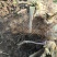 辣根