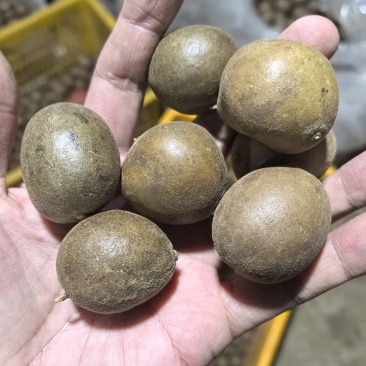 精品罗汉果仔仔果特价处理10吨地摊货罗汉果干果批发