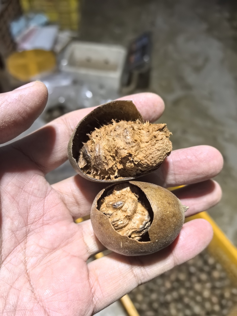 精品罗汉果仔仔果特价处理10吨地摊货罗汉果干果批发