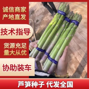杂交一代芦笋种子粗壮均匀包头紧高产优质