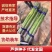 杂交一代芦笋种子粗壮均匀包头紧高产优质