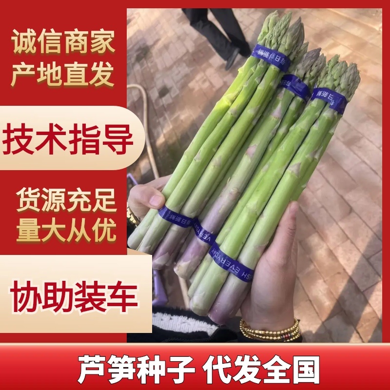 杂交一代芦笋种子粗壮均匀包头紧高产优质