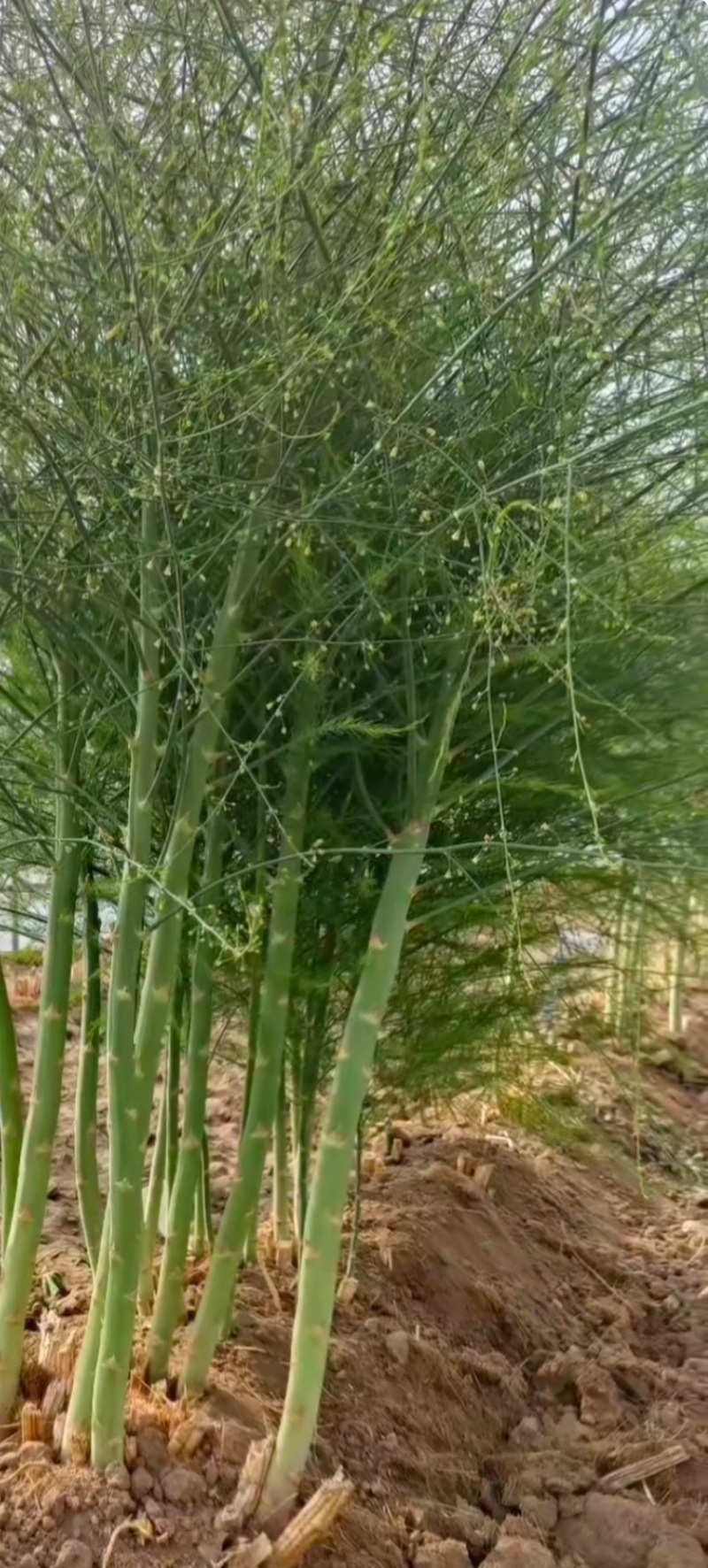 杂交一代芦笋种子粗壮均匀包头紧高产优质