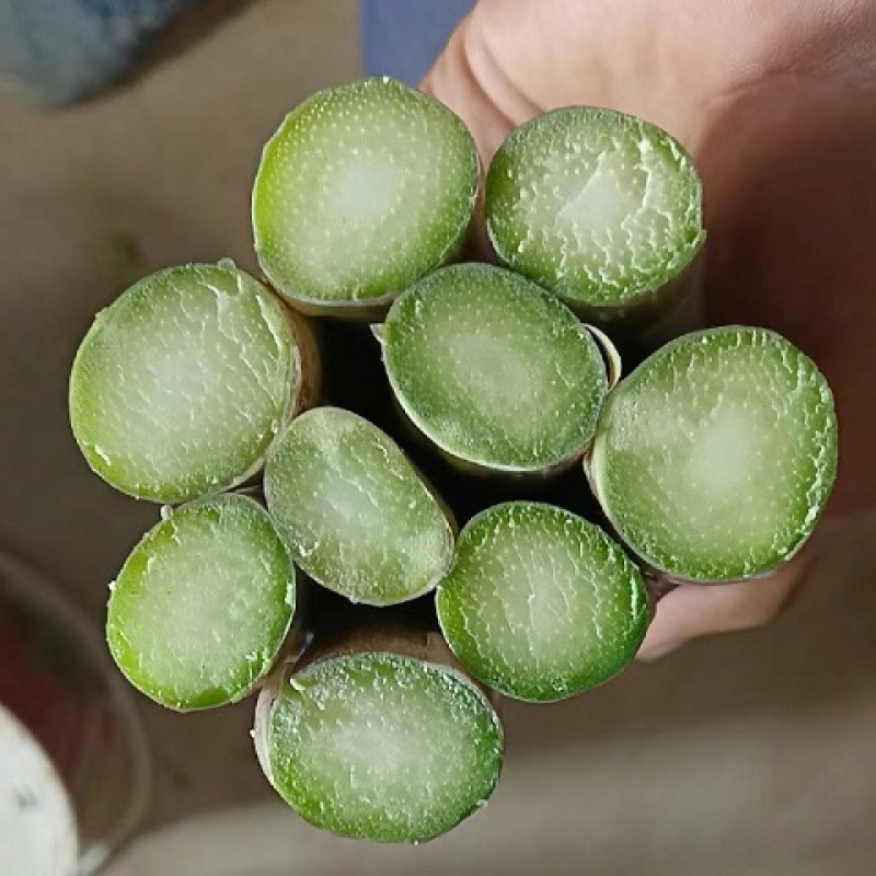 杂交一代芦笋种子粗壮均匀包头紧高产优质