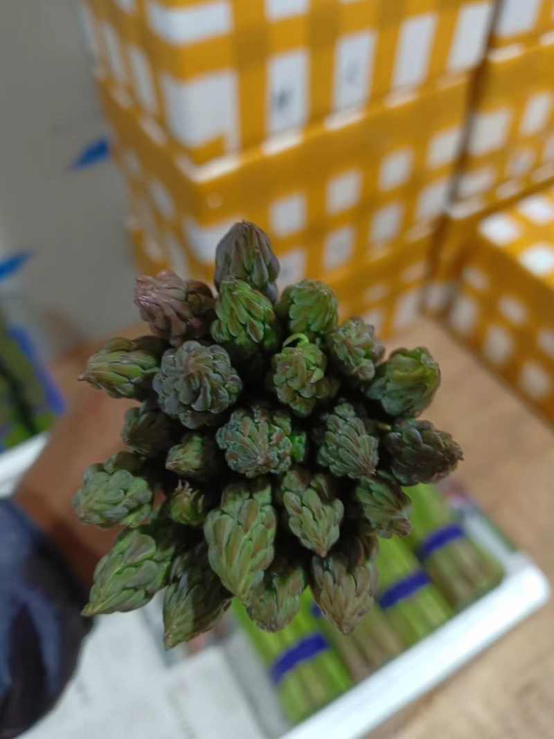 杂交一代芦笋种子粗壮均匀包头紧高产优质