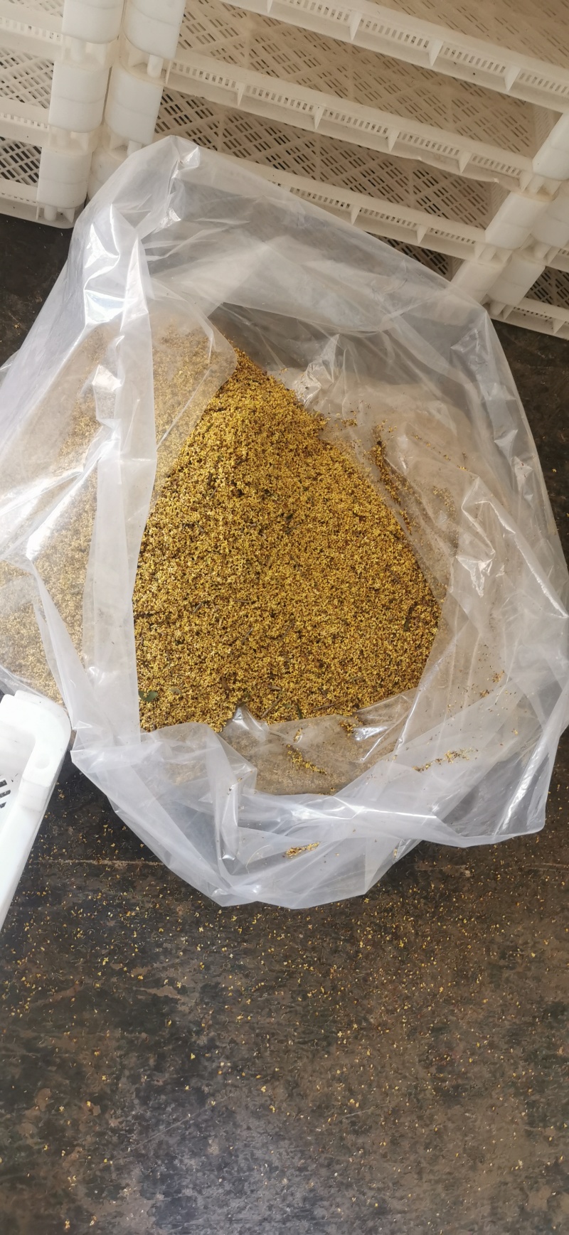 精选桂花桂林无硫桂花干，大量批发货源充足，可视频看货
