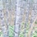 韶关黑皮黄皮甘蔗基地直销全国对接发货