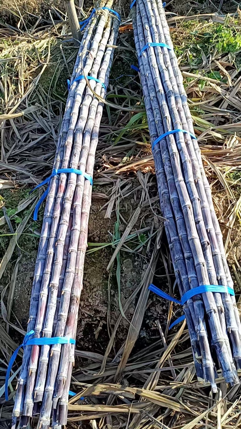 韶关黑皮黄皮甘蔗基地直销全国对接发货