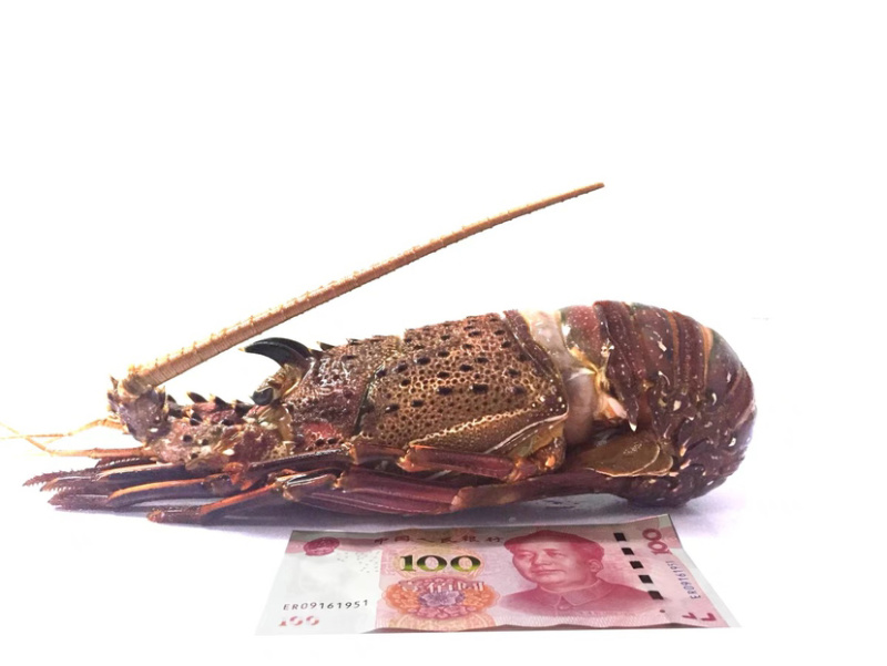 生冻活冻澳洲龙虾西澳龙虾澳洲红龙美国红龙大龙虾