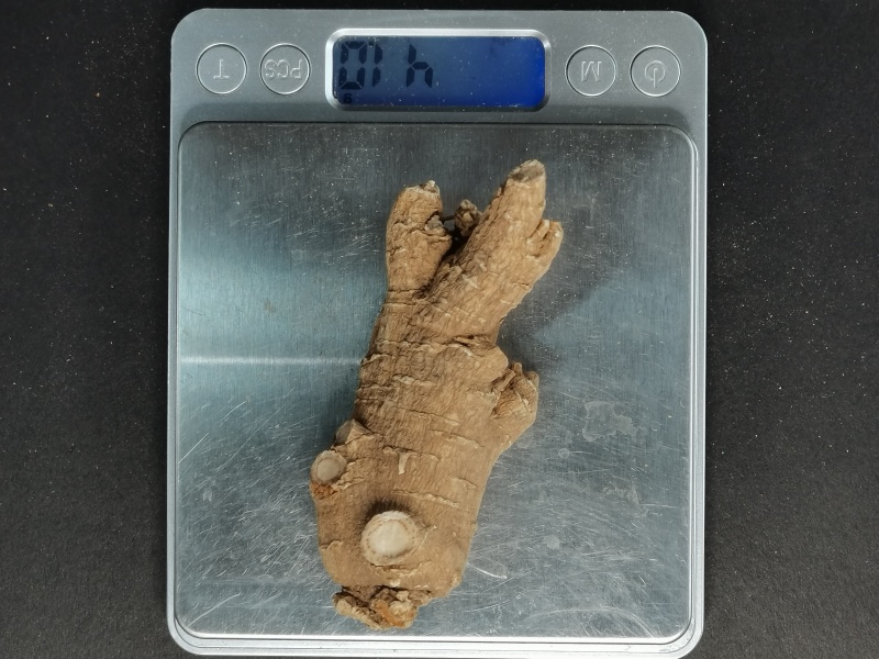 文登西洋参统货批发青岛威海日照看货方便