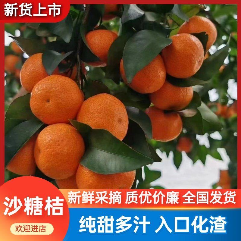 【实力推荐】广西荔浦砂糖橘，支持全国各地市场，电商平台