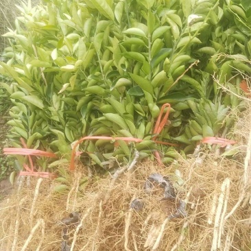 爱媛苗