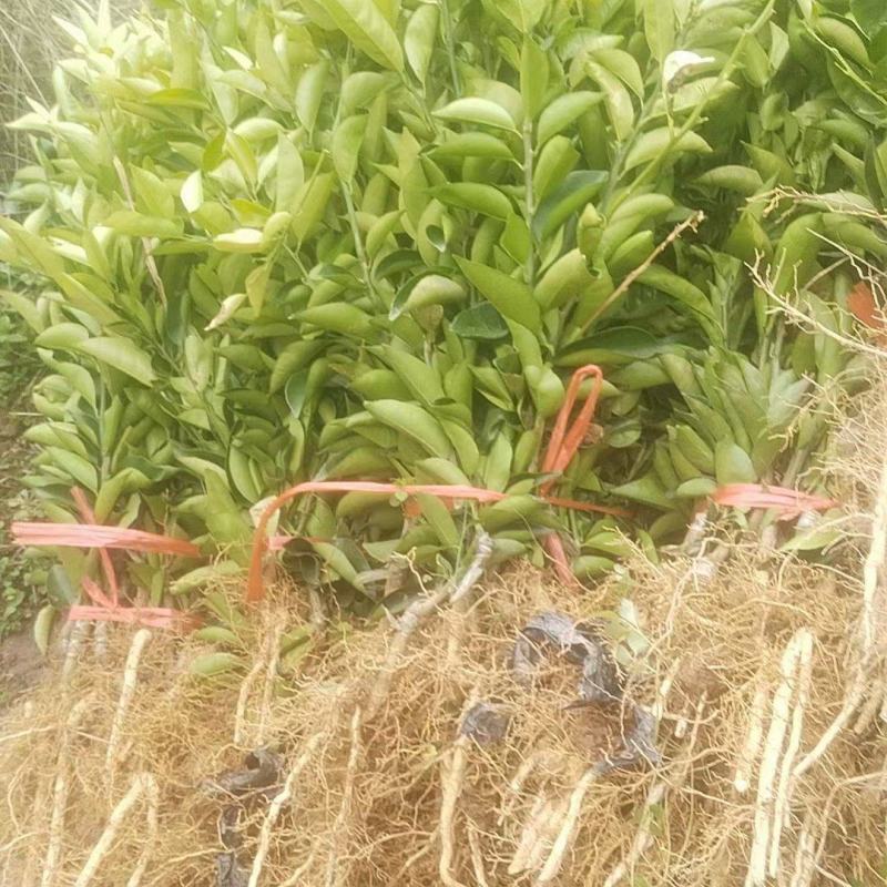 爱媛苗