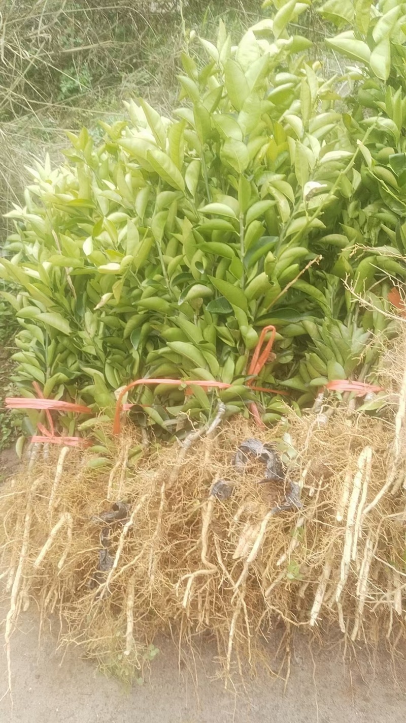 爱媛苗