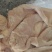 国产纯干七成熟牛肚，出秤高，纯水煮，无水无油，带金钱肚！