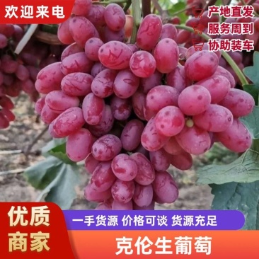 克伦生皮薄肉厚，营养丰富，粒大无核，香甜多汁，晶莹剔透