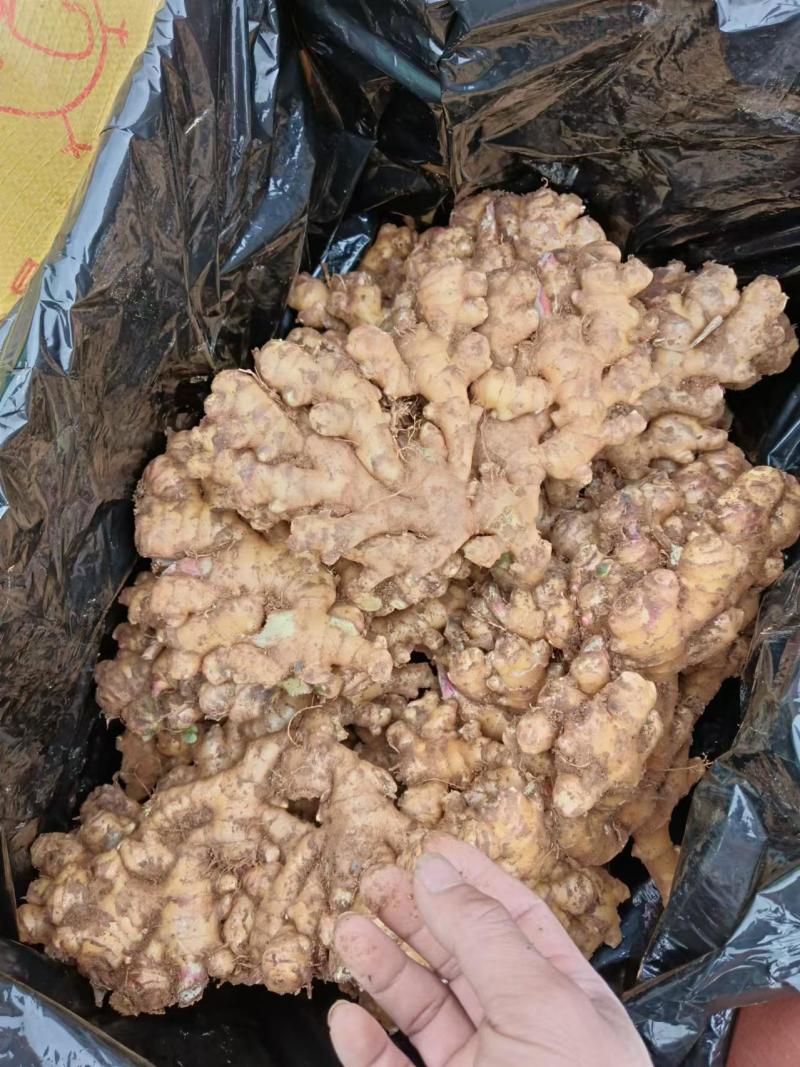 【推荐】云南生姜品类多规格齐全对接全国量大从优一条龙