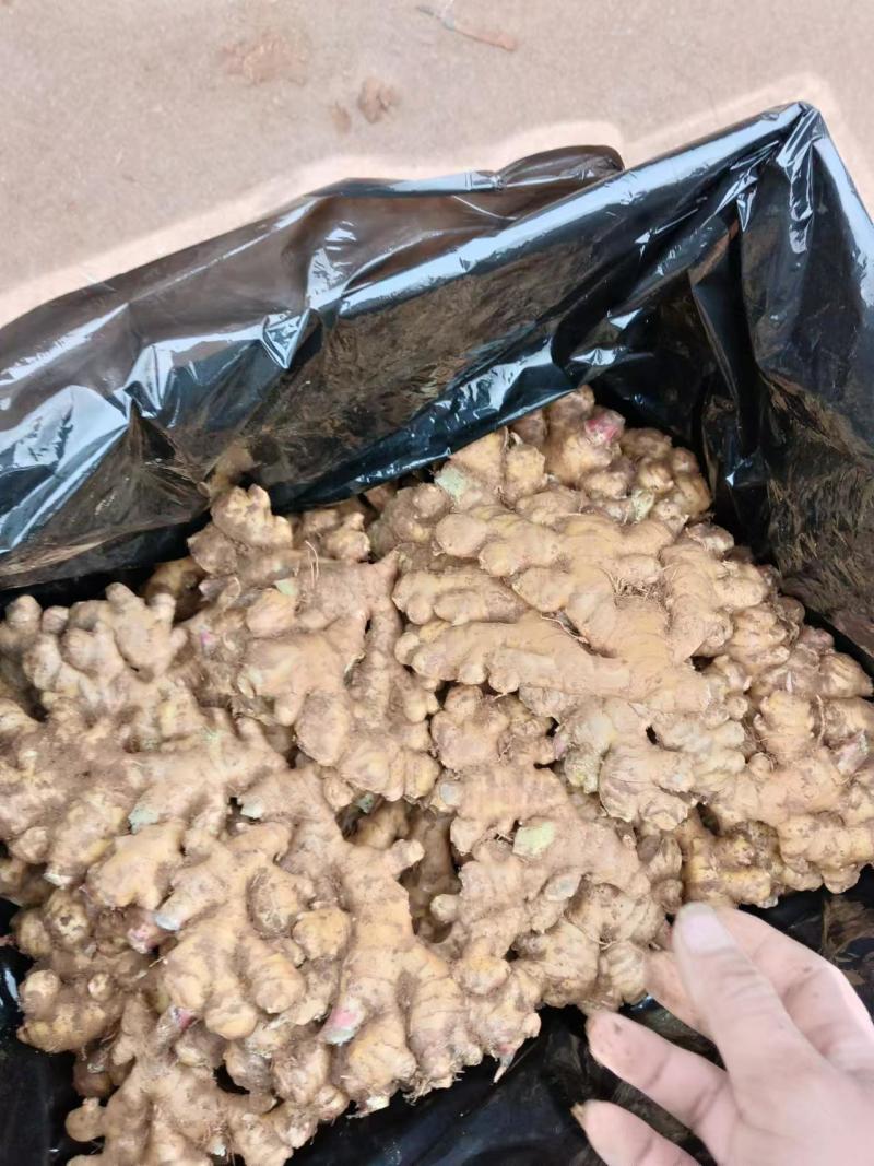 【推荐】云南生姜品类多规格齐全对接全国量大从优一条龙