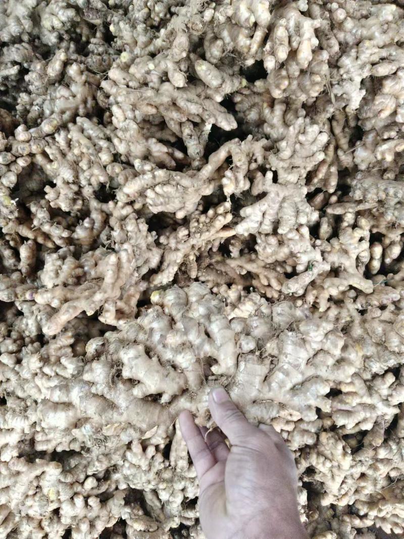 【推荐】云南生姜品类多规格齐全对接全国量大从优一条龙