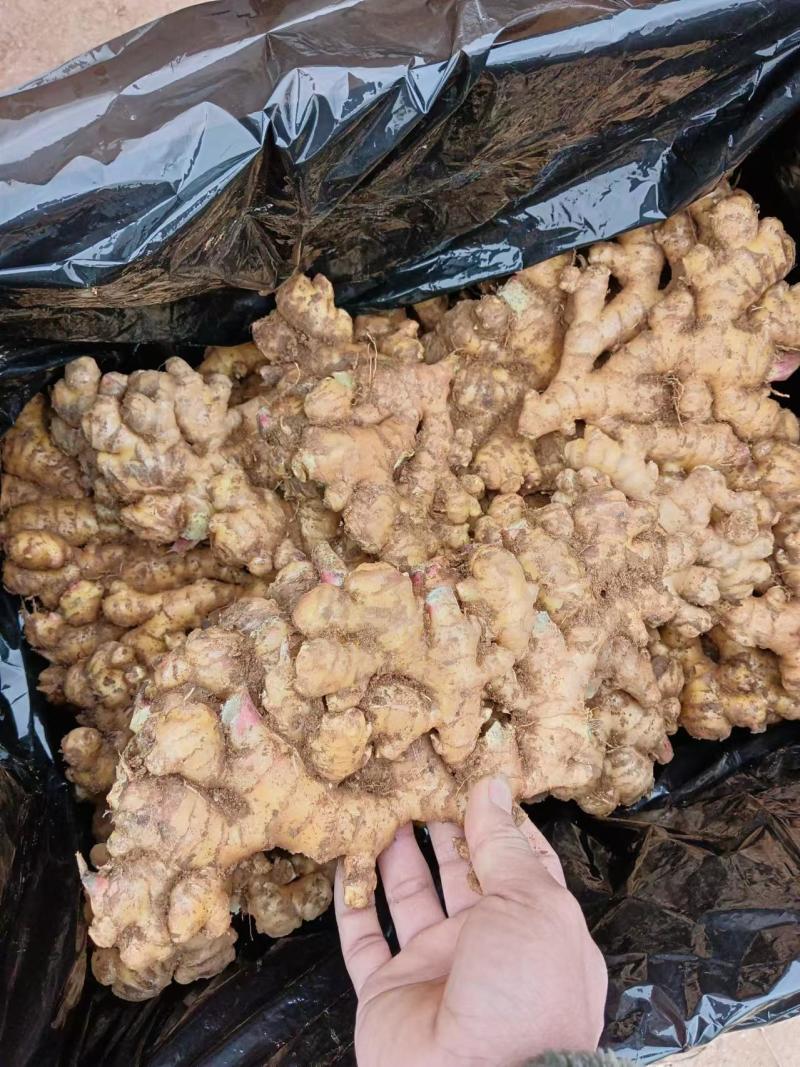【推荐】云南生姜品类多规格齐全对接全国量大从优一条龙