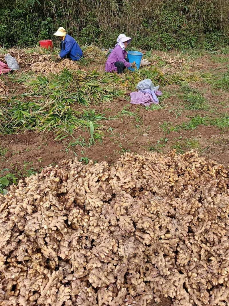 【推荐】云南生姜品类多规格齐全对接全国量大从优一条龙