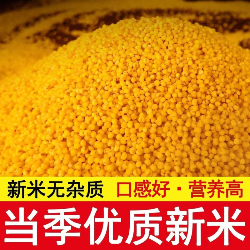 建一金苗小米批发一件代发贴牌代加工集采落地配