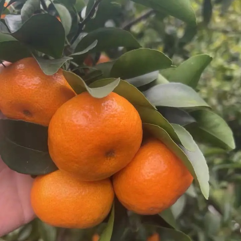 沙糖桔