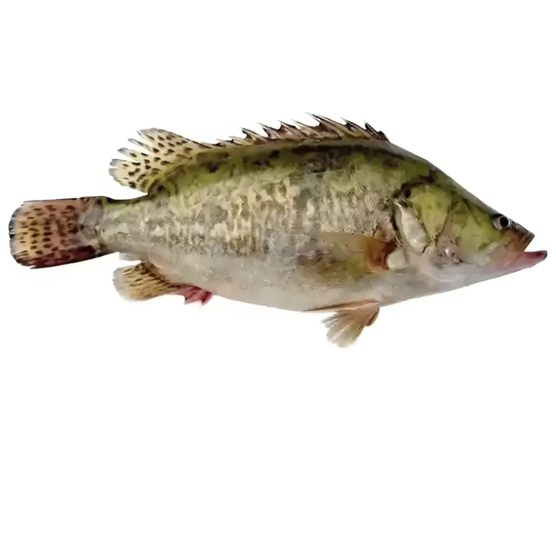 鳌花鳜鱼黑龙江佳木斯辽宁前当铺市场现货提前2天预定