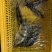鳌花鳜鱼黑龙江佳木斯辽宁前当铺市场现货提前2天预定