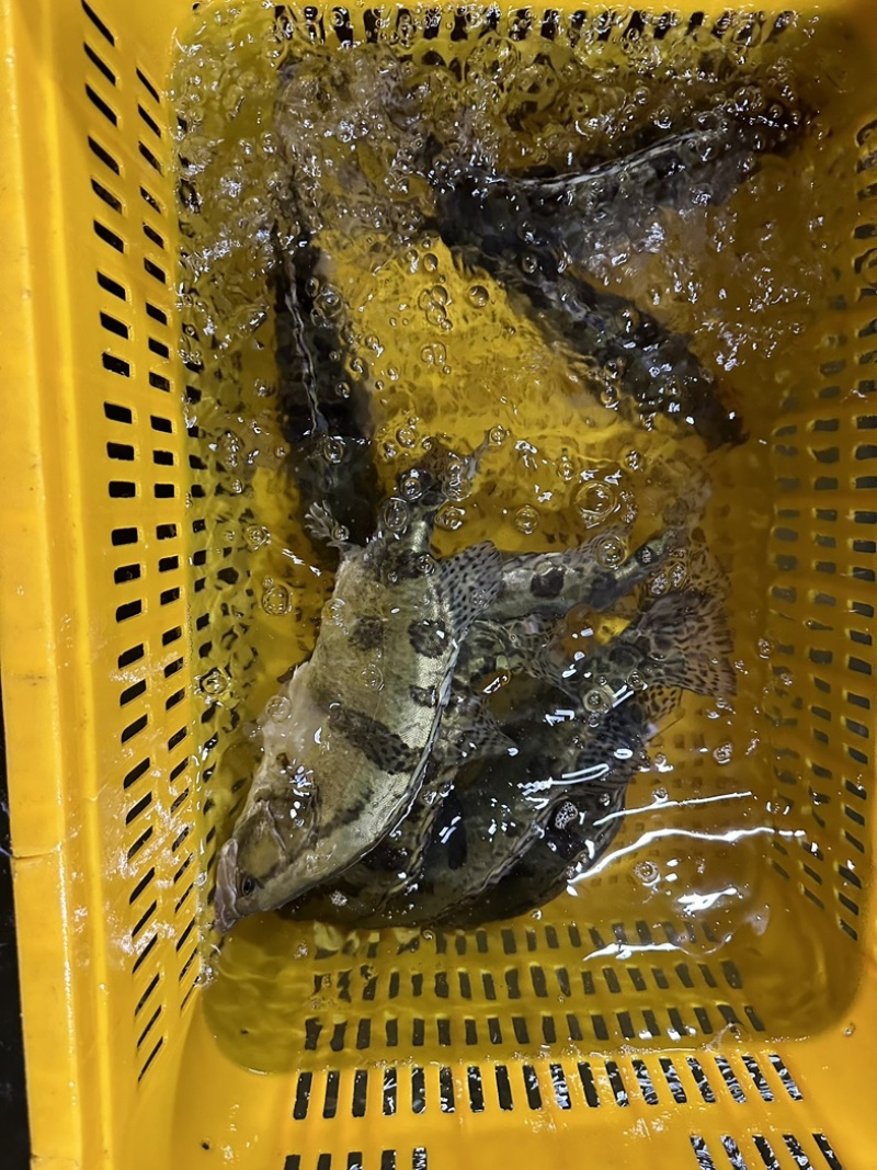 鳌花鳜鱼黑龙江佳木斯辽宁前当铺市场现货提前2天预定