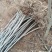 杜仲基地杜仲苗0.5到3公分苗量大，价格优惠，需要的联系