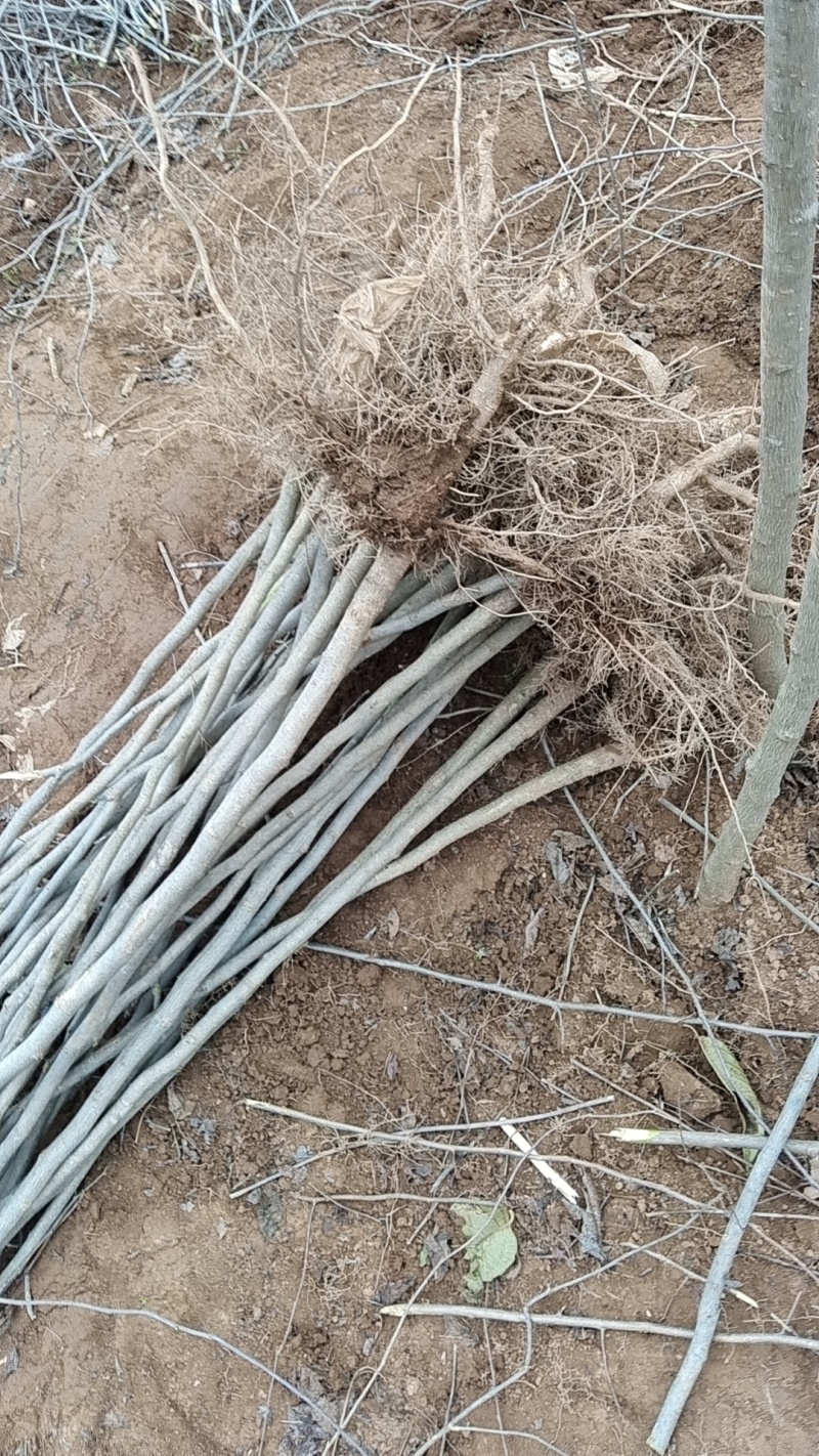 杜仲基地杜仲苗0.5到3公分苗量大，价格优惠，需要的联系