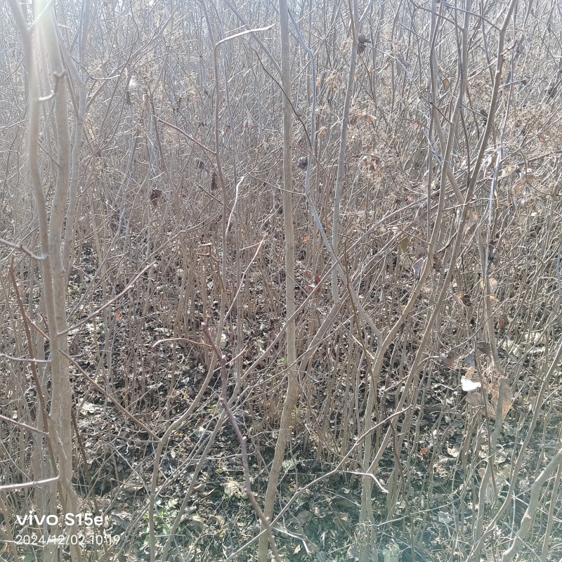 杜仲基地杜仲苗0.5到3公分苗量大，价格优惠，需要的联系