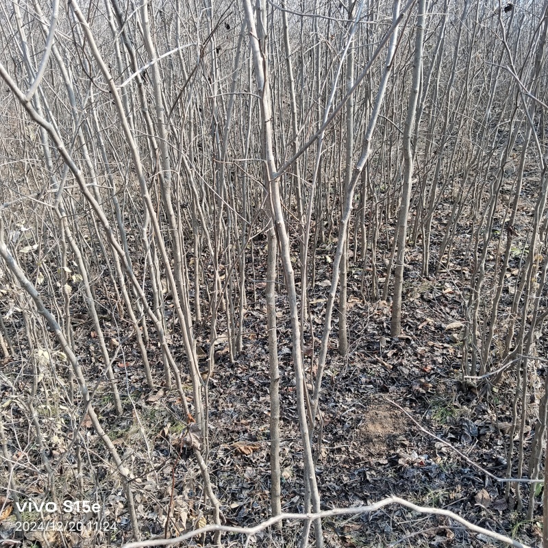 杜仲基地杜仲苗0.5到3公分苗量大，价格优惠，需要的联系